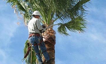 Commercial HOA and Full Service Lawn maintenance