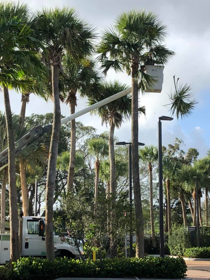 Professional Commercial and HOA landscaping trees